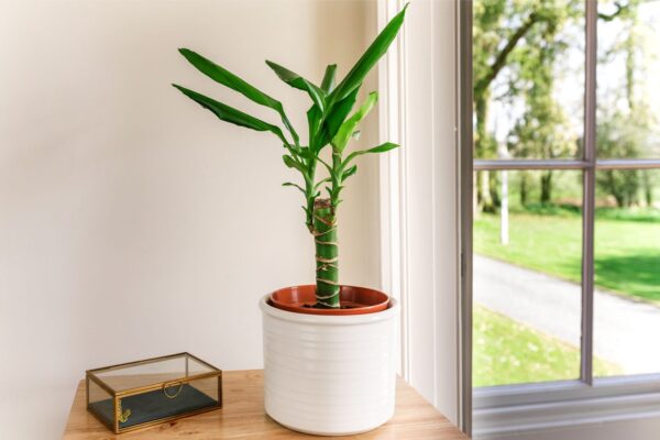 Dracaena fragrans