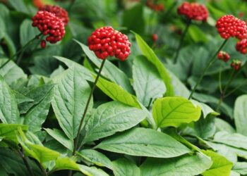 Fructele de ginseng