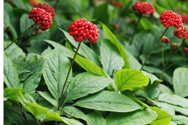 Fructele de ginseng